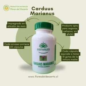 Carduus Marianus